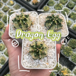 (ส่งฟรี) กระบองเพชร ยิมโนด่าง Dragon Egg พร้อมส่ง‼️