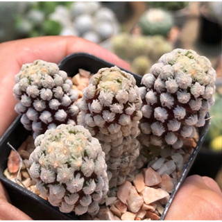 🌵❤️ Mammillaria theresae แมมเทเรเซมาน้า สีดอกหวานมากก 🌺🌺