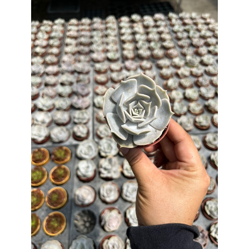 Echeveria Lilacina ไม้นวลแสนหวาน