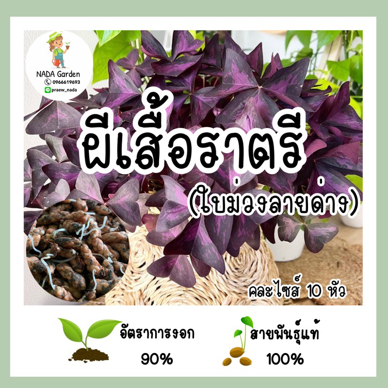 หัว/หน่อ ผีเสื้อราตรี ใบม่วงลายด่าง Oxalis triangularis บรรจุ 10 หัว อัตราการงอกสูง