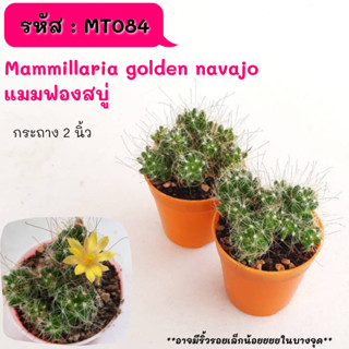 MT084 Mammillaria golden navajo  แมมฟองสบู่ ไม้ชำหน่อ cactus กระบองเพชร แคคตัส กุหลาบหิน พืชอวบน้ำ