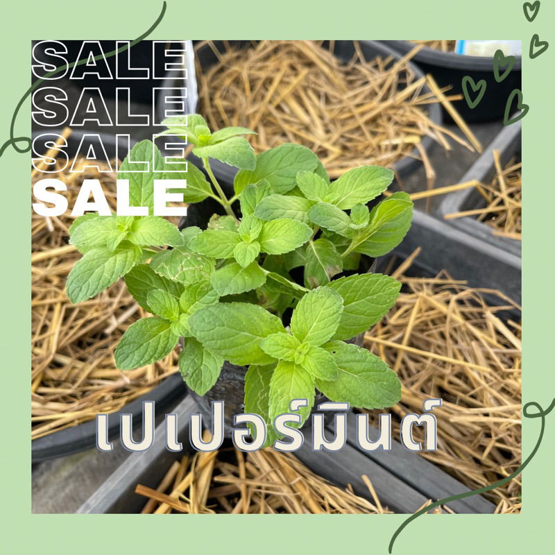 เปเปอร์มินต์ มิ้นต์ ในถุงดำ ขนาด 3.5 x 7 นิ้ว