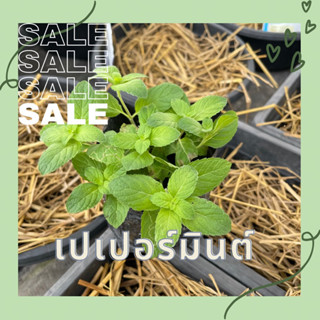 เปเปอร์มินต์ มิ้นต์ ในถุงดำ ขนาด 3.5 x 7 นิ้ว