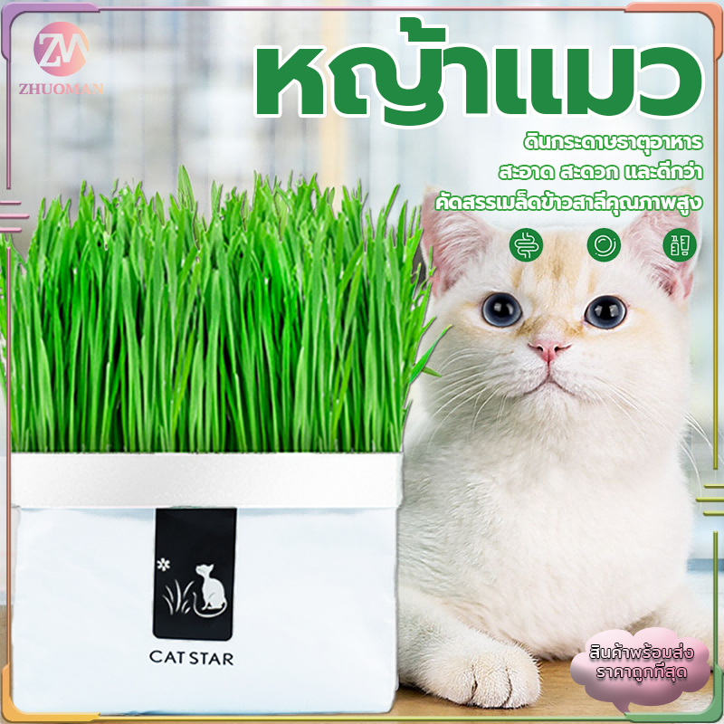ข้าวสาลีแมว หญ้าแมว หญ้าแมวชุดพร้อมปลูกต้น ต้นอ่อนข้าวสาลี ต้นข้าวสาลีแมว เสริมสร้างภูมิคุ้มกัน ลดกลิ่นมูลสัตว์เลี้ยง