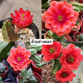 โมโมทาโร่ หรือ Echinocereus Pentalophus cv. Momotaro