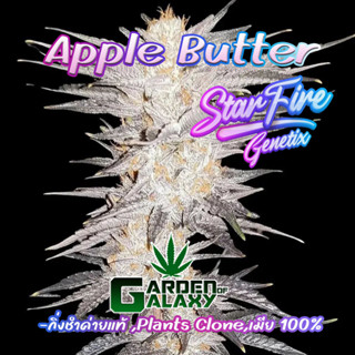 กิ่งชำ ต้นโคลน กิ่งชำค่าย Apple Butter ค่าย Starfire เพศเมีย โฟโต้