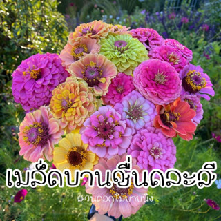 เมล็ดบานชื่น คละสี ดอกใหญ่ 150 เมล็ด