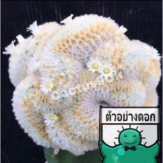 แคคตัส แมม คามิเน่ คริส mammillaria carmenae cristata ไม้กราฟ จำนวน 1 ต้น