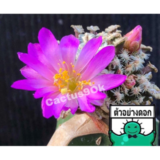 แคคตัส แมม เบอโทลิอาย mammillaria bertholdii cactus ไม้กราฟ ดอกชมพูสวย จำนวน 1 ต้น