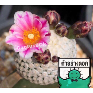 แคคตัส เทบิ วาลเดเซียนัส turbinicarpus valdezianus ดอกสวย ไม้กราฟ จำนวน 1 ต้น