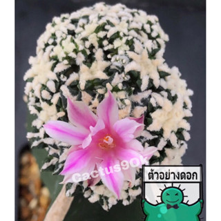 แคคตัส อาริโอ คอทชู แมคโดเวล ariocarpus kotschoubeyanus monstrose cactus ไม้กราฟ จำนวน 1 ต้น