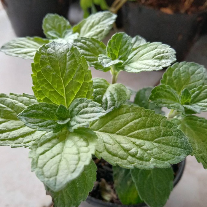 ขายต้นพันธ์ุมิ้นท์ (Grapefruit mint เกรฟฟรุ๊ตมิ้นท์ )ต้นเกรฟฟรุ๊ตมิน้ท์