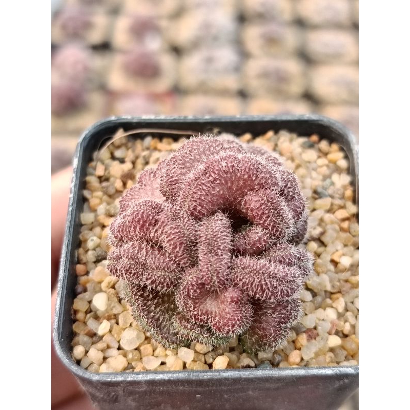 แมมสมองแดง แมมโยกัง Mammillaria Compressa Cv.yokan