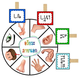 สื่ออการสอนไม้หนีบเกมจับคู่ อวัยวะในร่างกาย