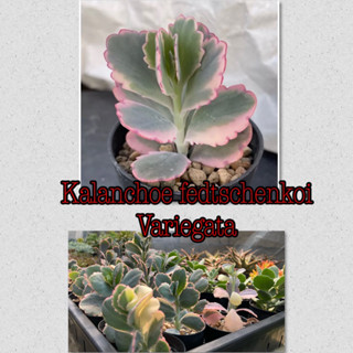 กุหลาบหินด่าง Kalanchoe fedtschenkoi Variegata ขอบใบด่างชมพูสวยๆ