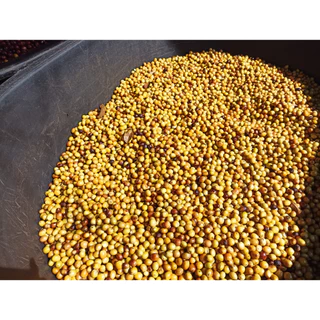 Nan Coffee Roasteryเมล็ดกาแฟพิเศษน่านบ้านสะเกี้ยงน่านMixBerry Anaerobic96Hour Omni Roast For Fillter