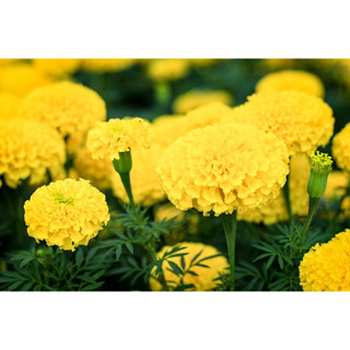 เมล็ด ดาวเรืองสีเหลือง ดาวเรืองเหลืองทอง yellow marigold   50 เมล็ด  ซองละ 29 บาท