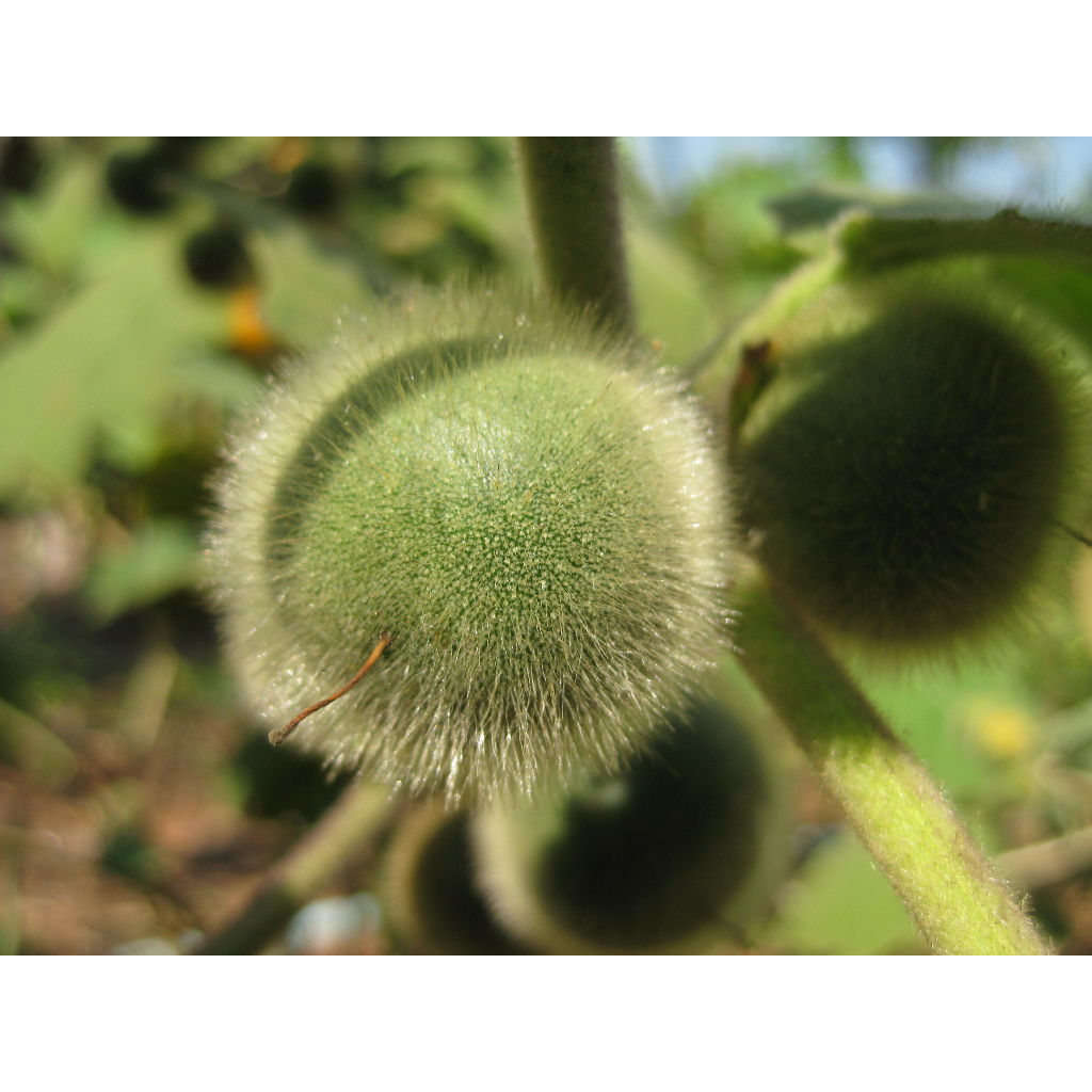 ต้นพันธุ์ มะอีก มะเขือปู่ มะปู่ บักเอิก อึก   Hairy-fruited eggplant พร้อมปลูกในถุงดำ 39 บ - รูปที่ 4