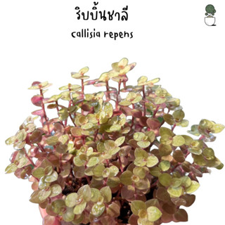 ริบบิ้นชาลี Callisia repensกระถาง 4นิ้ว ริบบิ้นชาลี ต้นไม้พุ่มน่ารัก ไม้เลี้ยงง่าย ริบบิ้นชาลี ไม้ประดับทรงพุ่มกลมแน่น