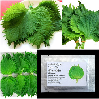 เมล็ดพันธุ์ โอบะ โอ ชิโซะญี่ปุ่น Green Ohba Ao Shiso Perilla Seed 80 เมล็ด คุณภาพดี ของแท้