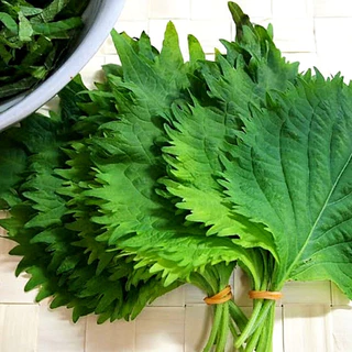 เมล็ดพันธุ์ โอบะ โอ ชิโซะญี่ปุ่น Green Ohba Ao Shiso Perilla Seed 80 เมล็ด คุณภาพดี ของแท้