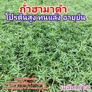 #เมล็ดถั่วฮามาต้า 1  กก. รับประกันการงอก #ถั่วฮามาต้า #stylosanthes hamata #เกรียงศักดิ์เมล็ดและท่อนพันธุ์หญ้าอาหารสัตว์