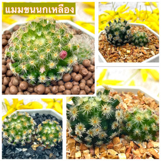 แมมขนนกเหลือง ดอกสีชมพู กระบองเพชร ไม้อวบน้ำ succulent แคคตัส cactus