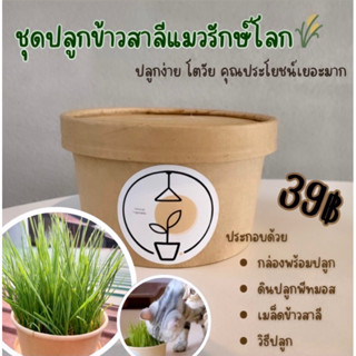 ชุดพร้อมปลูกข้าวสาลีแมวออแกนิค กล่องกระดาษรักษ์โลก🌱