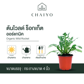 ต้นไวลด์ ร็อกเก็ต ออร์แกนิค Organic Wild Rocket กระถาง 4 นิ้ว