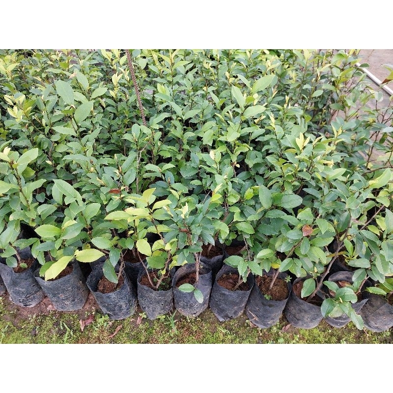 ต้นจำปีแขก*ดอกสีขาว*ดอกหอมมาก - รูปที่ 2