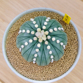 Astrophytum Asterias Fukuryu - แอสโตรไฟตัม แอสทีเรียส ฟุคุเรียว