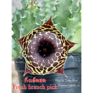 เก๋งจีน Huernia Dotty Blow Pranburi Hybrid *กิ่งเด็ดสด* แคคตัส ไม้อวบน้ำ Cactus and Succulent