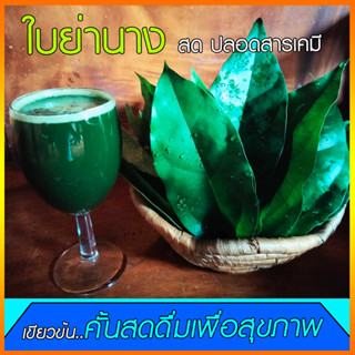 ย่านางสดจากสวนเกษตรอินทรีย์ออร์แกนิก100%Tiliacora triandra