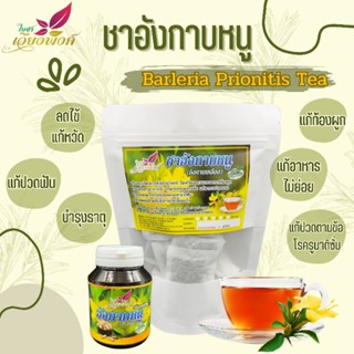 🌿🍵"ชาอังกาบหนู"เขี้ยวแก้ว(Barleria prionitis Linn) ต้านมะเร็ง,พิษตะขาบงู,ดับพิษร้อนในร่างกาย