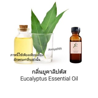 หัวเชื้อน้ำหอม กลิ่นยูคาลิปตัส Eucalyptus Essential Oil ไม่ผสมแอลกอฮอล์