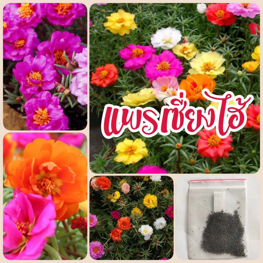 1,000 เมล็ด แพรเซี่ยงไฮ้ คละสี คุณนายตื่นสาย