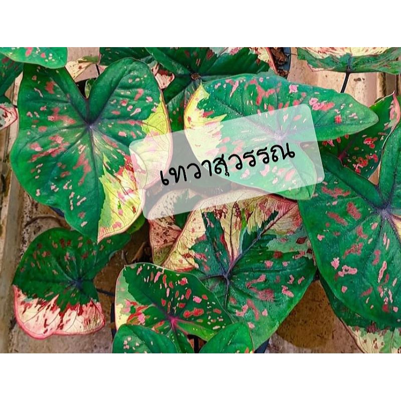 บอนสีเทวาสุวรรณ#บอนด่าง#บอนเทพ,ลูกค้าสามารถเลือกต้นได้ค่ะ