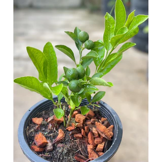 ต้นส้มจี๊ด ติดลูกแล้วมี 3 ขนาด กระถาง 5",8",10" รากเดินดี🍊🍊