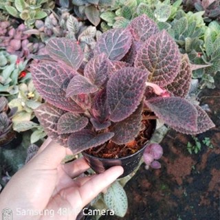 Episcia (ดอกสีแดง)กระถาง4นิ้ว