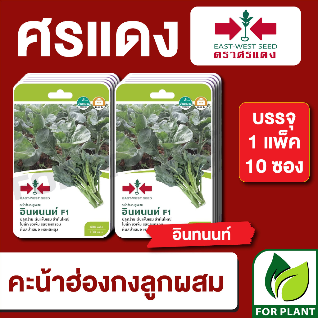 เมล็ดพันธุ์ผัก ผักซอง คะน้าฮ่องกง อินทนนท์ F1 ตราศรแดง บรรจุแพ็คล่ะ 10 ซอง ราคา 310 บาท