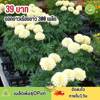 ดอกดาวเรืองขาว วนิลา300 เมล็ดพันธุ์