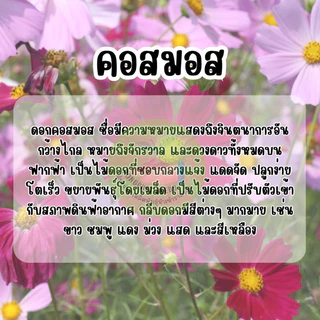 ดอกคอสมอสขาวล้วน 500 เมล็ด ไม่มีสีอื่นคละ