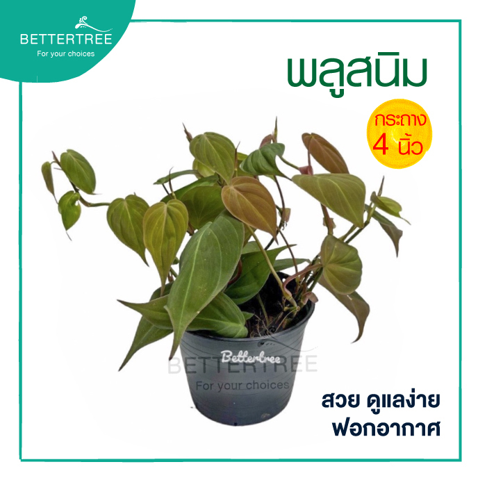 พลูสนิม (กระถาง 4 นิ้ว) ไม้ฟอกอากาศ ต้นไม้ในร่ม พลูด่าง