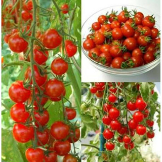 เมล็ดพันธุ์มะเขือเทศเชอรี่ Red Cherry Tomato บรรจุ50เมล็ด พร้อมคู่มือเพาะเมล็ด