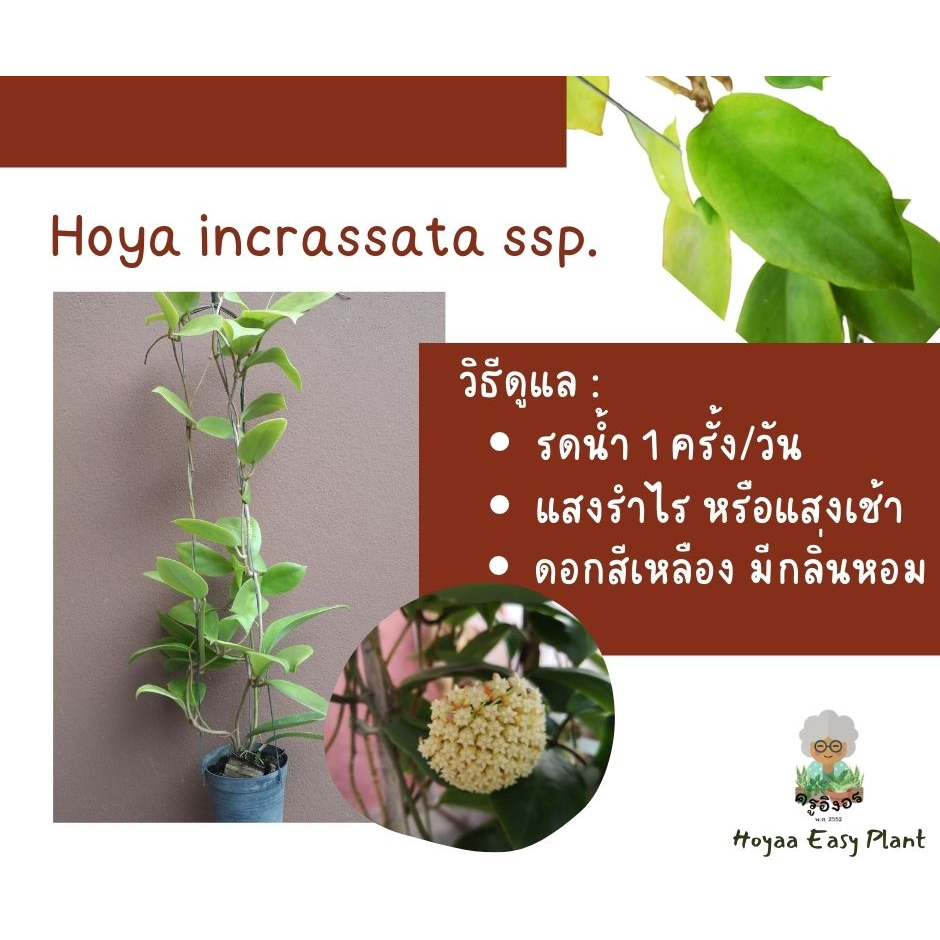 โฮย่า ต้นไม้เลี้ยงง่าย (Hoya incrassata)