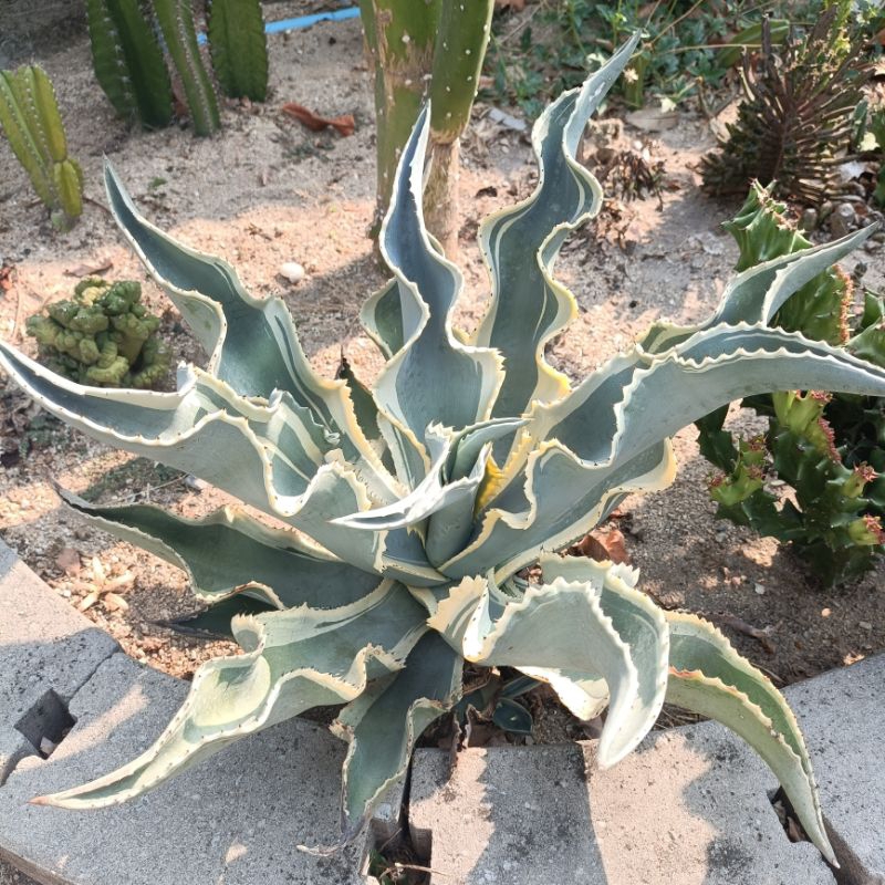 หน่อ อากาเว่ agave Ivory Curls ทรงหยิกตามภาพ