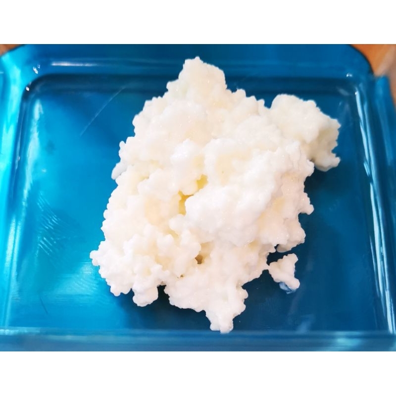 คีเฟอร์เกรน Kefir grains สายพันธุ์ตุรกี เปรี้ยวน้อย ดื่มง่าย
