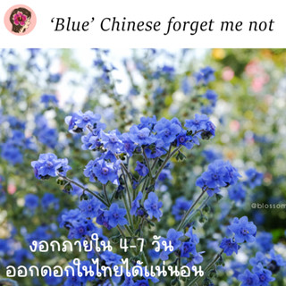 เมล็ด Chinese forget me not สีฟ้า / ไชนีสฟอร์เก็ตมีน็อต สีฟ้า รูปจากต้นจริง ไม่ได้ก็อปเน็ต