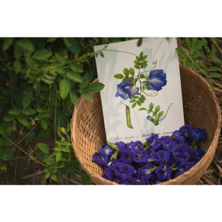 ชาสมุนไพรอัญชัน (Butterfly pea Tea) (สวรรค์บนดิน SAWANBONDIN)