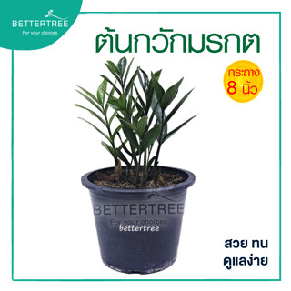 ต้นกวักมรกต กระถาง 8 นิ้ว ต้นไม้มงคล ต้นไม้ในร่ม ต้นไม้  ต้นไม้ในบ้าน  ต้นไม้ประดับ  กวักมรกต